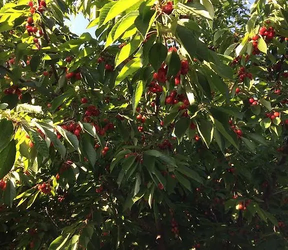 Borostyan Nyaralohaz בית נופש Balatonboglár